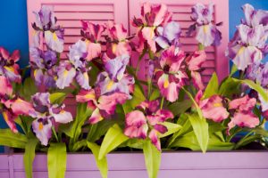 orchids in a window Box