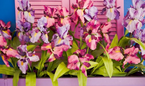 orchids in a window Box