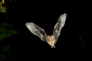 A bat caught on camera in flight.