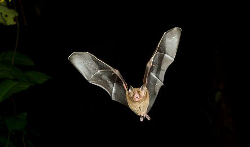 A bat caught on camera in flight.