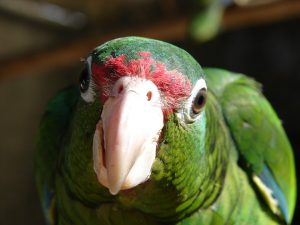 Green parrot face