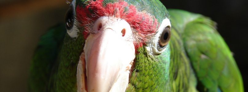 Green parrot face