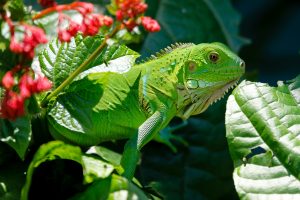 Iguana on a branch.