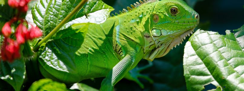 Iguana on a branch.