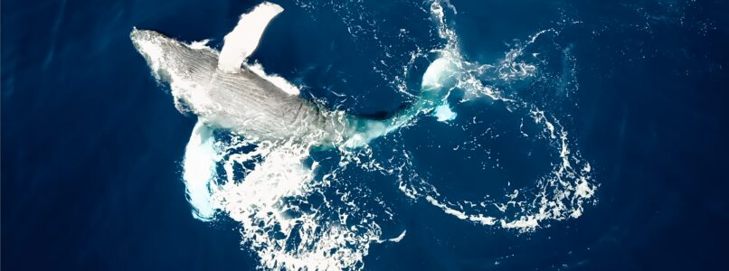 Overhead shot of a whale in the water.