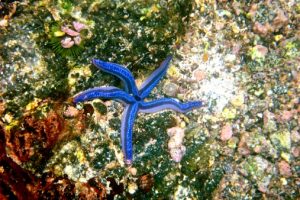 Blue starfish on a reef.