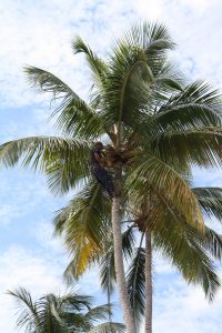 Coconut trees at Maria's Villa in Rincon PR