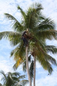 Coconut trees at Maria's Villa in Rincon PR
