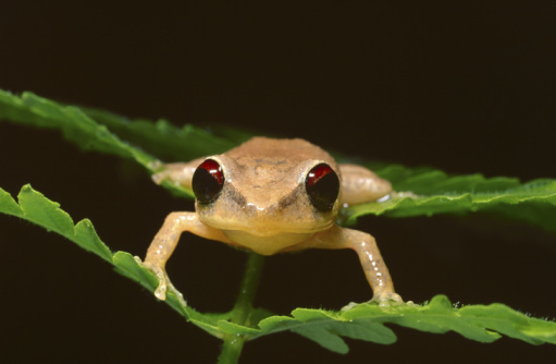 Coqui